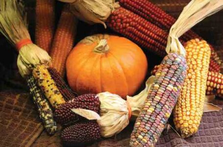 Indian Corn’s Crisis of Identity Image